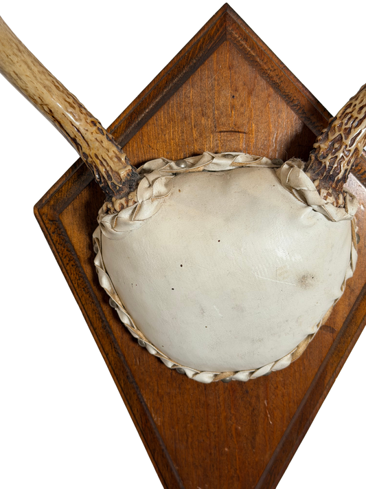 Whitetail Deer Antler Mount on Wooden Plaque
