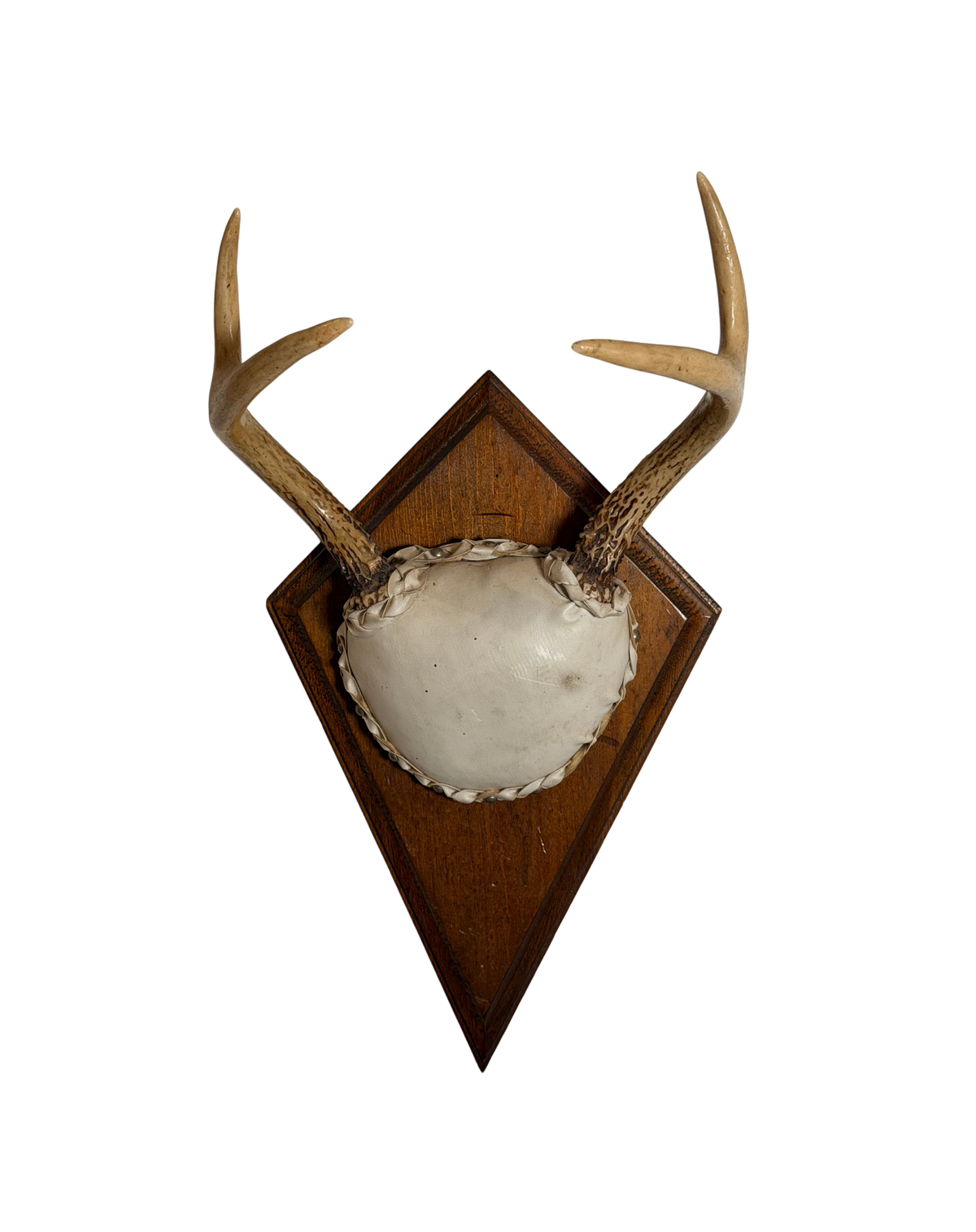 Whitetail Deer Antler Mount on Wooden Plaque
