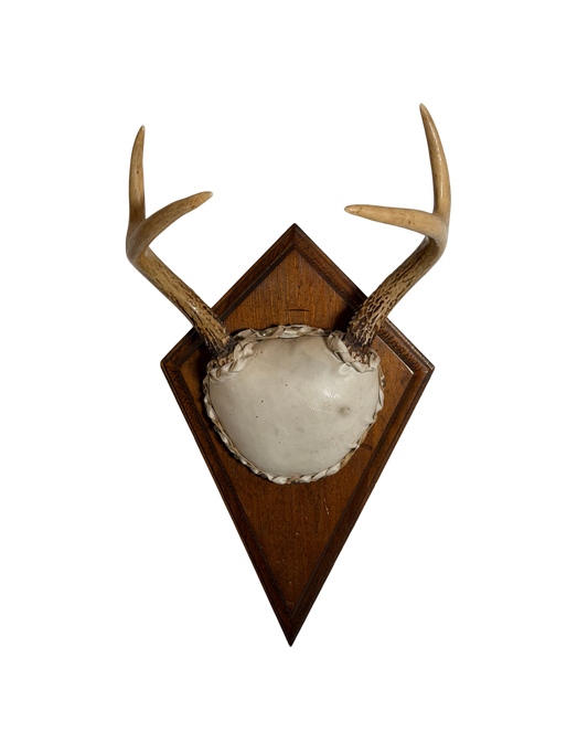 Whitetail Deer Antler Mount on Wooden Plaque