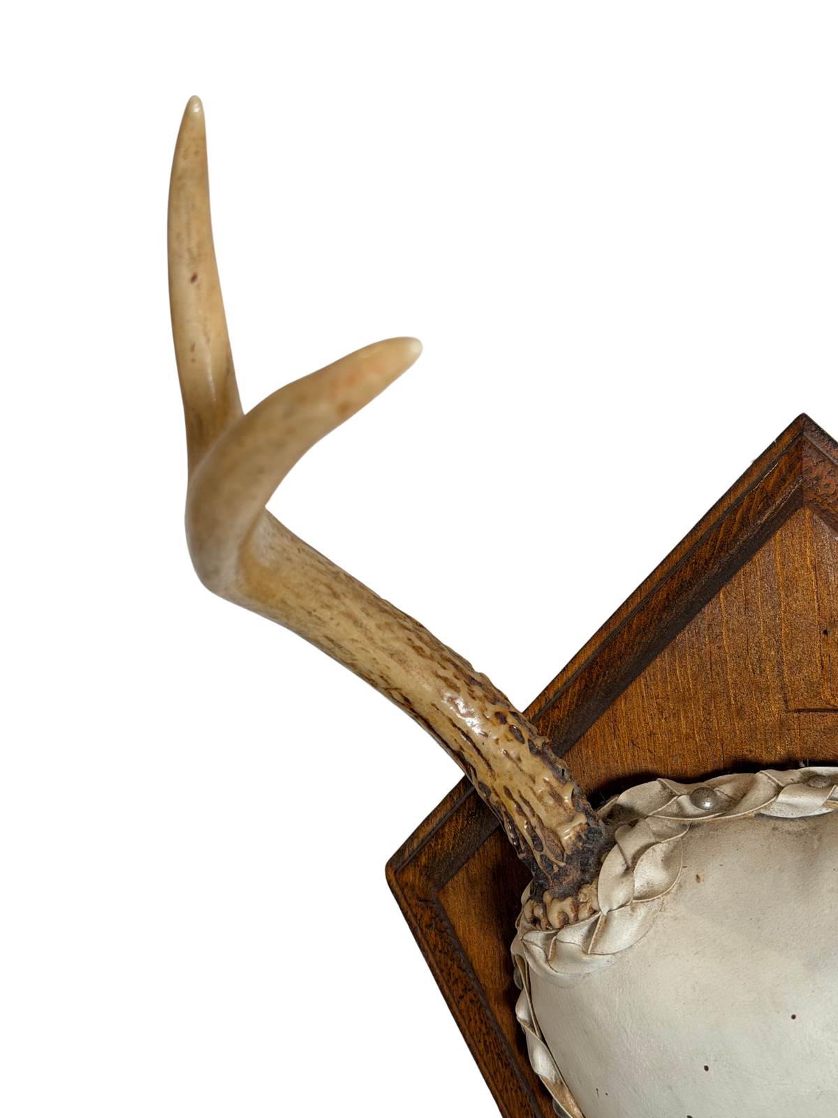 Whitetail Deer Antler Mount on Wooden Plaque