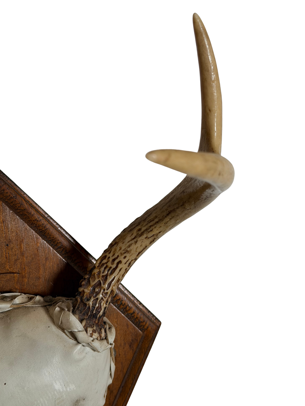Whitetail Deer Antler Mount on Wooden Plaque